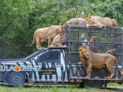 VƯỜN THÚ SAFARI WORLD BANGKOK ( 5N4Đ )